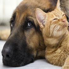 ইনফ্রারেড LED লাইট থেরাপি ডিভাইস অ্যালুমিনিয়াম অ্যালয় কাছাকাছি 600W হোম ইউএস 4